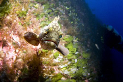 Grouper in the Coral Garden Gozo by Alan Fryer 